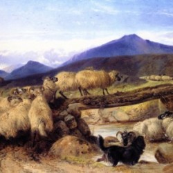 Crossing the mountains with sheep